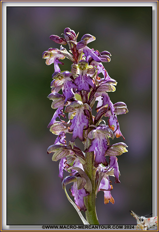 Orchis à longues bractées